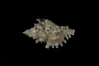 藏品(千手螺)的圖片